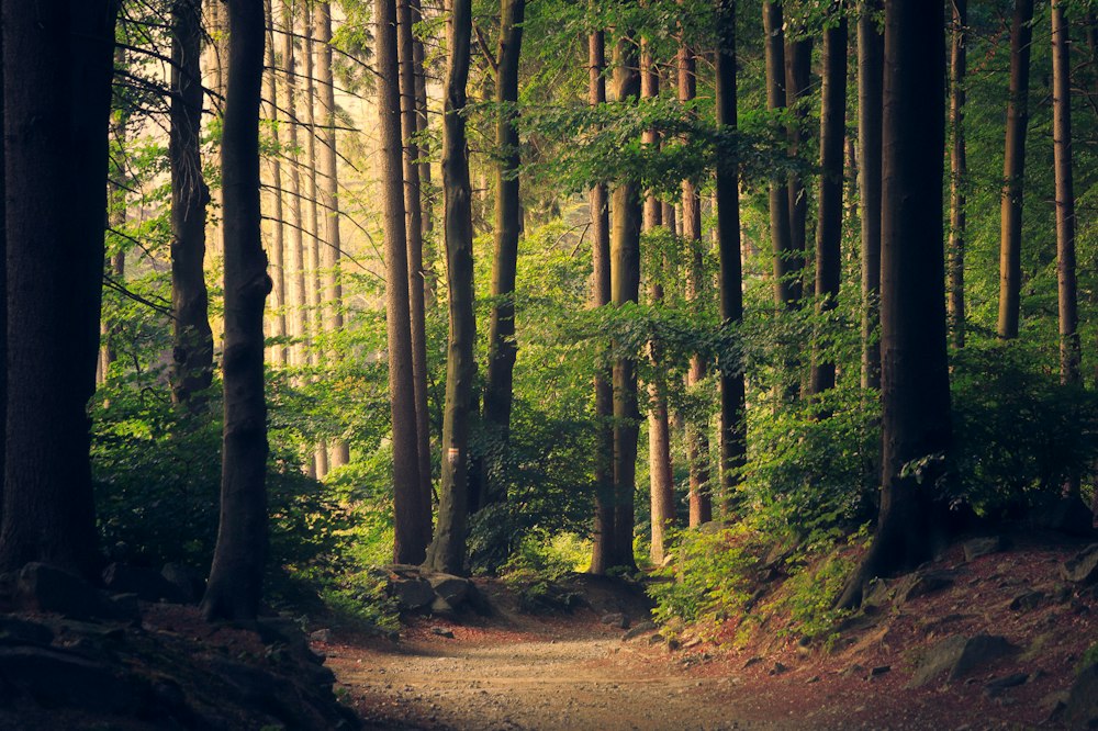 Sunlight falling through a quiet green forest; nature placeholder for the doctor section